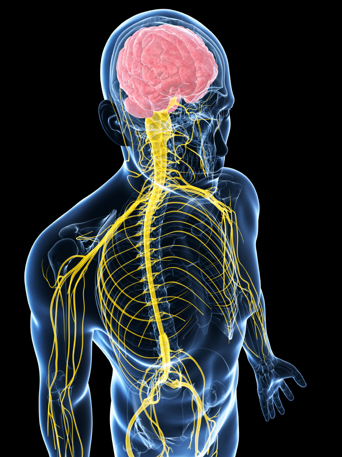 Neurological Pathologies – Correct Form = Correct Function!