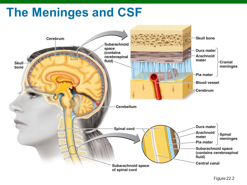 Meninges Anatomy Parts And Functions In The Brain TBFDRI
